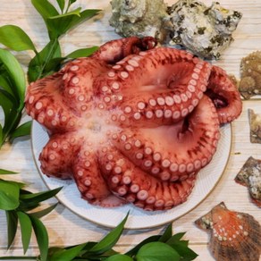 세척 손질 자숙 문어 제수용 문어, 1개, 1kg[1마리]