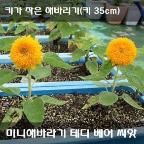 [해피플라워] 미니해바라기 테디 베어 씨앗 1g(약 50립) / 화분재배용 왜성종 해바라기 꽃씨