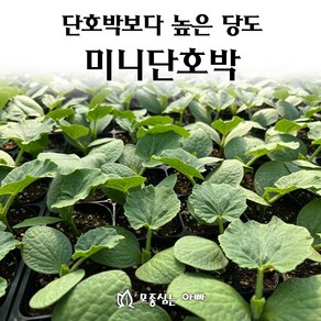 [모종심는아빠] 단호박보다 높은 당도 미니단호박 보우짱 모종, 3컵, 1개