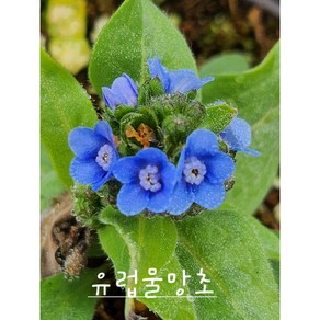[비젼플라워] (야생화놀이터)----노지월동--베란다월동--물망초-유럽물망초(알프스물망초), 1개, 00