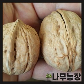 (나무농장) 호두나무 접목호두(신령) 접목1년 특묘 (국내산) 묘목, 5개