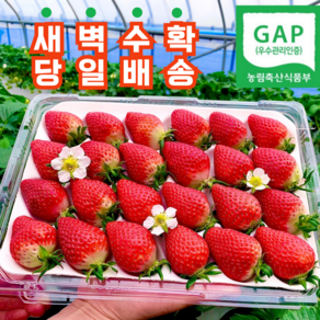 [산지직송] GAP인증 새콤달콤 프리미엄 설향 생딸기 (우리가족 먹는 딸기), 1박스, 30-35구 프리미엄 설향딸기 850g 이상