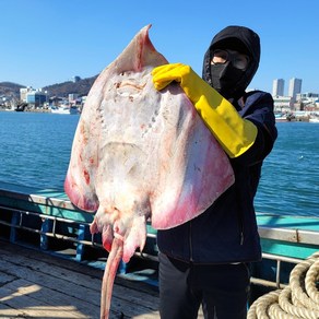 국내산 홍어 산지직송 흑산도 목포 홍어 홍어애 500g 1kg, [흑산도] 홍어 500g + 홍어애, 약한 숙성, 1개