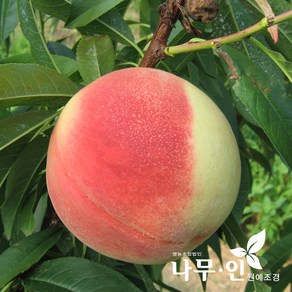 [나무인] 복숭아나무 결실주, 1개