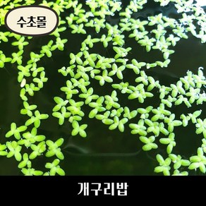 [수초몰] 개구리밥 부상수초, 10촉, 1개