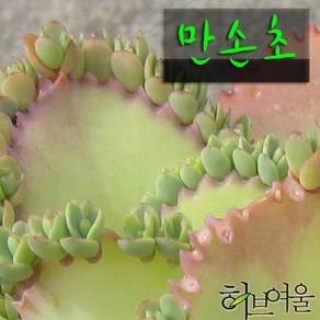 [허브여울불사조] 만손초(클론번식) 지름 9cm 소품 다육화분