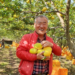 [산지직송] 안동 배영태님의 향기가득 햇 모과 3kg