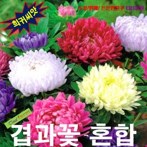 (희귀씨앗) 겹과꽃 Duchess Peony 혼합 10립, 1개