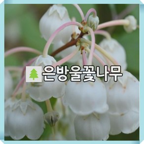 은방울꽃나무 묘목 제노비아 5치포트 개화주