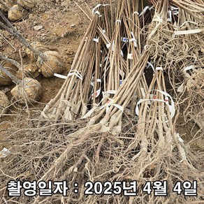 충주원예조경 / 꽃매화(설중매) / 접목1년 / 1등묘, 설중매, 1개