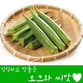 [농대나온남자] 오크라 씨앗 100립 + 나비끈끈이트랩, 1개