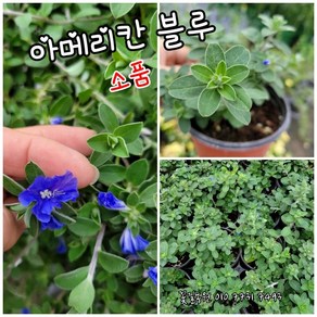 아메리칸블루 001 특랜덤 공기정화식물/미세먼지/공기정화효과 공기정화식물, 1개