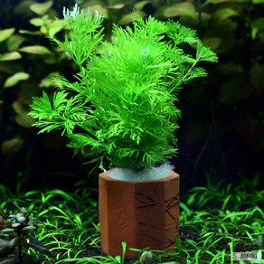 (중후경수초)암브리아Limnophila sessiliflora(1포트)