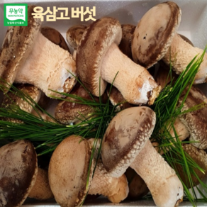 [온유네농장] 육삼고버섯 유기농 건강버섯 1kg 선물세트 산지직송 추석선물 명절선물, 고급형 선물세트, 1개