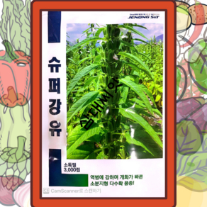 조생종참깨씨앗 신품종 슈퍼강유 외대깨 3000립, 슈퍼조백(쌍대깨), 1개