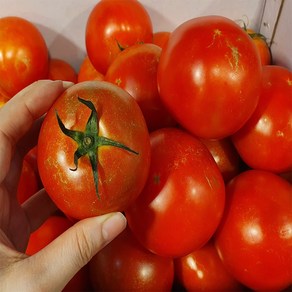 못난이 토마토 흠집 쥬스용 가정용 랜덤과