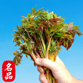 [홍천장인이키운] 두릅인삼고기맛 삼미진미 산지직배송 눈개승마 삼나물, 1세트, 1kg