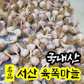 [명품특산물] 24년 서산육쪽마늘 통마늘 햇마늘 중간사이즈 50개/100개 국산 반접 한접 서산 육쪽 토종 한지형 마늘 김장 저장 요리 밭마늘, 50개, 중사이즈