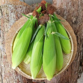 강원도옥수수 홍천찰옥수수 햇옥수수 10개 20개 삶은 냉동 옥수수, 삶은 냉동옥수수 15cm 내외