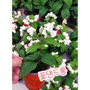 꽃덴드롱/클레로덴드룸톰 소니에(Cleodendum thomsoniae) 덴드롱, 1개