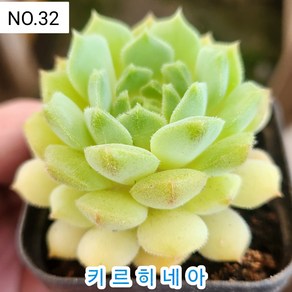 다육식물- 희귀 다육 100가지 모아보기, [NO. 32] 5.5cm 포트, 1개