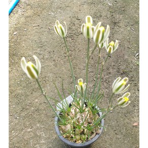 [수암다육] 알부카 폴리필라 랜덤발송 Albuca polyphylla 다육 다육이 다육식물 633, 1개