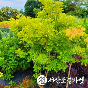 안개나무 골드스피릿 키150cm전후 개화주 나무 서산조경마켓, 1개