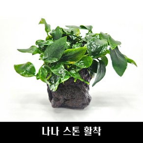 [수초몰] 나나 스톤 활착 / 음성 수초 새우 구피 활착, 1개