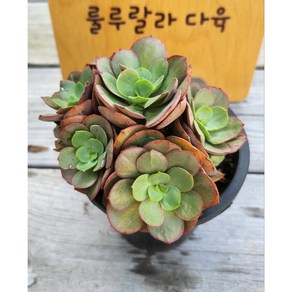 [룰루랄라다육][랜덤]다육식물 수연, 1개