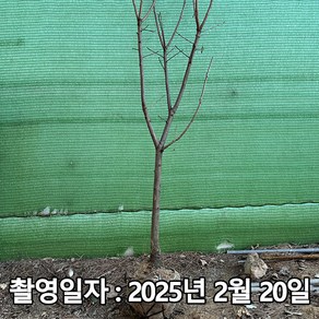 착한가격 나무생각 / 감나무 / 대봉 / 5년생 / 결실주 / 개별택배, 1개