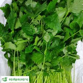 부드러운 참나물 1kg 2kg 국내산, 1개