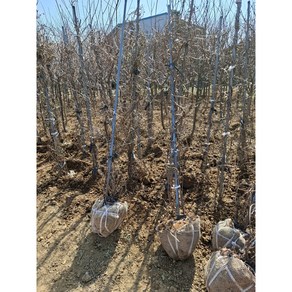 오미자 결실주 분달이 약1.5m 200개 한정판매, 1개