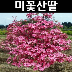 미꽃산딸/체로키치프(적색꽃) 나무 묘목 개화주 분묘1개/정원수 조경수