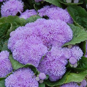 아게라텀 알로하 블루 왜성종 (꽃씨앗/20립) Ageratum Aloha Blue