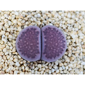 Lithops julii Red Violet 레드 바이올렛 씨앗 10립, 1개