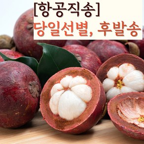 망고스틴 생망고스틴 현지의 맛 수입과일 생과, 500g, 1개, 항공직송 생망고스틴