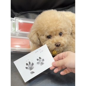 [국내 배송] 강아지 고양이 발도장 스탬프 DIY 반려동물 추억액, 1개