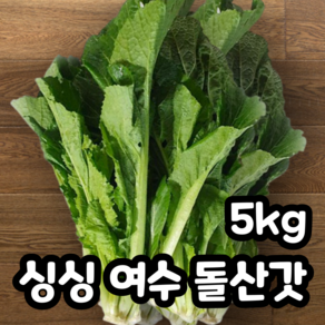 [산지직송] 여수 돌산갓 싱싱 생갓 청갓, 5kg, 1박스