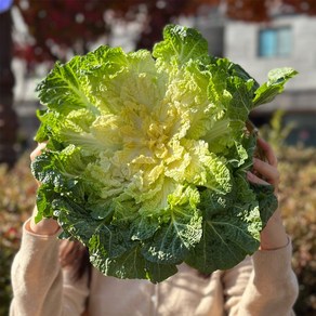 [사계절다이닝] 해풍맞은 진도 봄동, 1개, 2kg