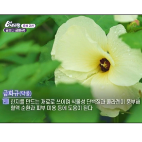 금화규꽃 씨앗 50g 고운블랙 금화규 전문 6시 내고향 방송 꽃밭정원, 1개