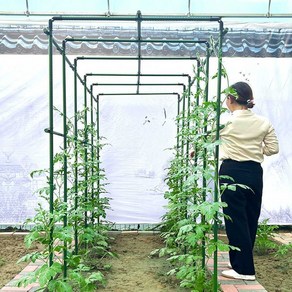 넝쿨지지대 오이 지주대 식물 토마토 텃밭 고추 포도나무