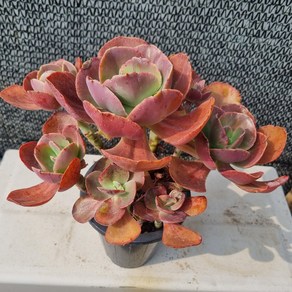 [수암다육] 수연 단품 Echeveria 'Suyon' 다육 다육이 다육식물 국민다육 249