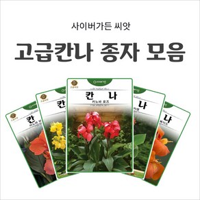 고급칸나 종자 모음, 2. 칸나 카노바 로즈 5립, 1개