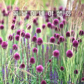 알리움 드럼스틱 [3포트 포트당3구식재 복남이네야생화 구근식물 장구채산마늘 allium], 3개