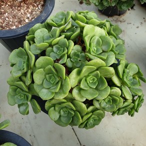 [수암다육] 릴리패드 랜덤발송 Aeonium 'Lily Pad' 다육 다육이 다육식물 305, 1개