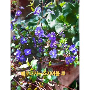 [비젼플라워] (야생화놀이터)-노지월동-베로니카-베로니카조지아블루, 1개, 00