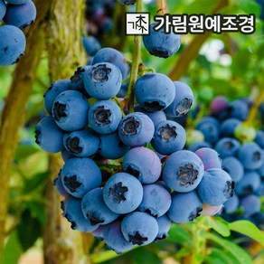 블루베리나무 블루베리 묘목 유실수 가림원예조경, 레카 :7치화분 결실주, 1개