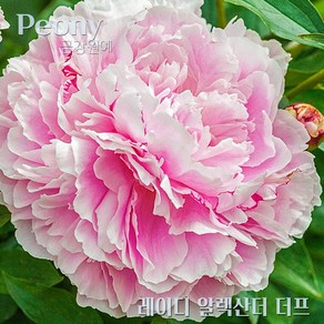 작약(Peony) 숙근 입고 레이디 알렉산더 더프(2~3촉) 금강원예, 1개