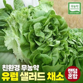 유럽 샐러드 채소 1kg 쌈야채