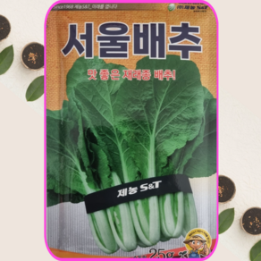 식물세계 조선 배추 씨앗 서울배추 종자 25g 맛좋은 재래종 채소, 1개